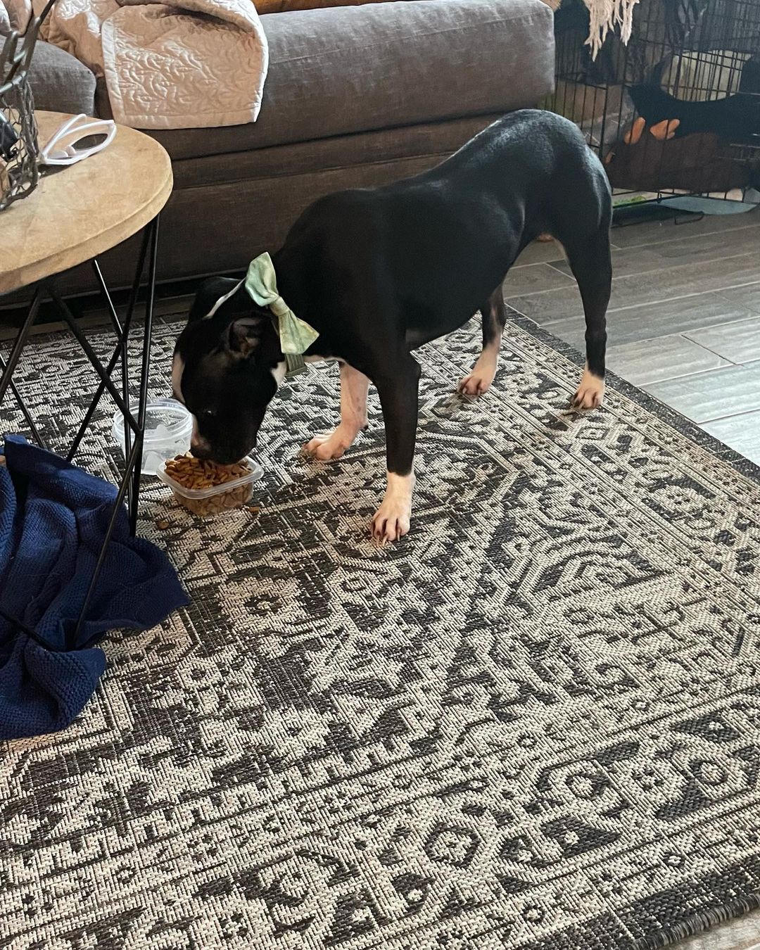 dog standing on a carpet