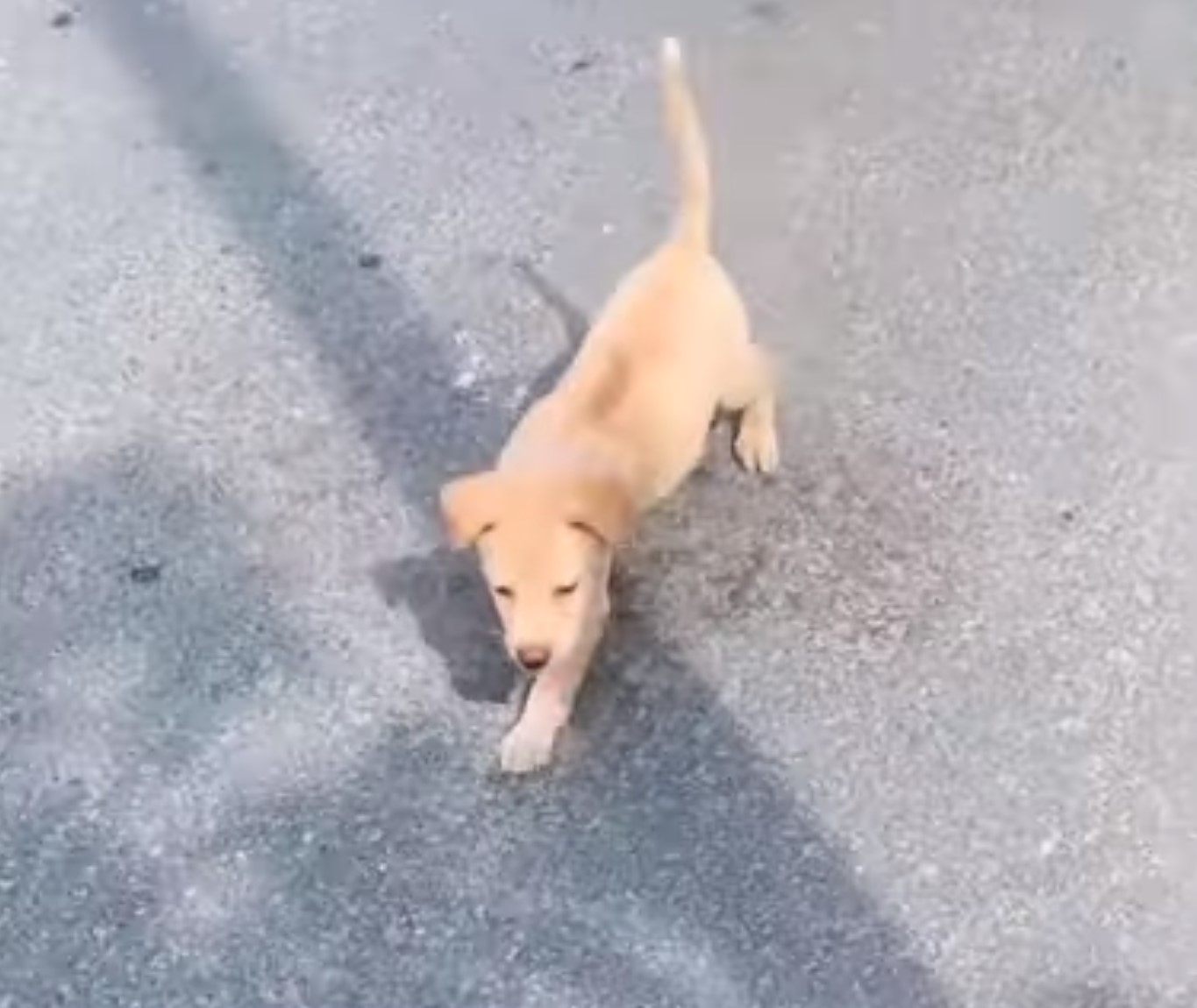 dog walking on the street