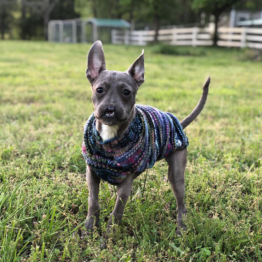 dog with clothes on a grass