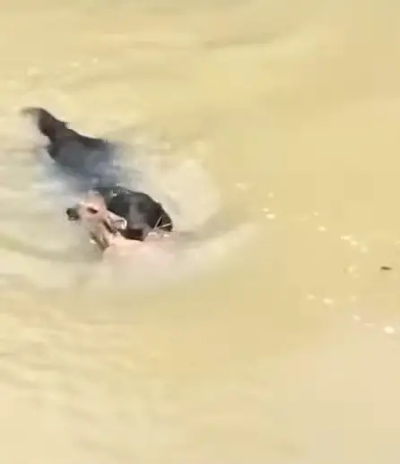 dog with drowning fawn