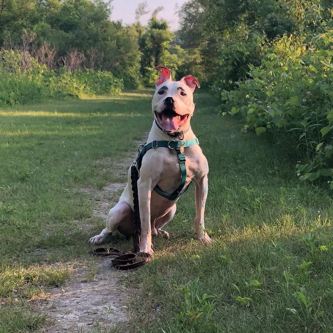 dog with eyebrows sitting