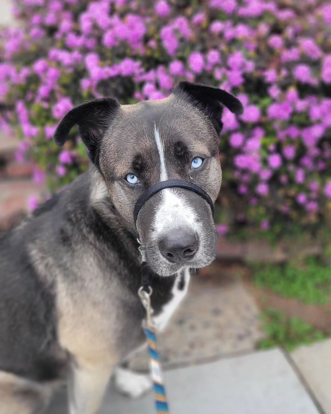 dog with harness on the muzzle