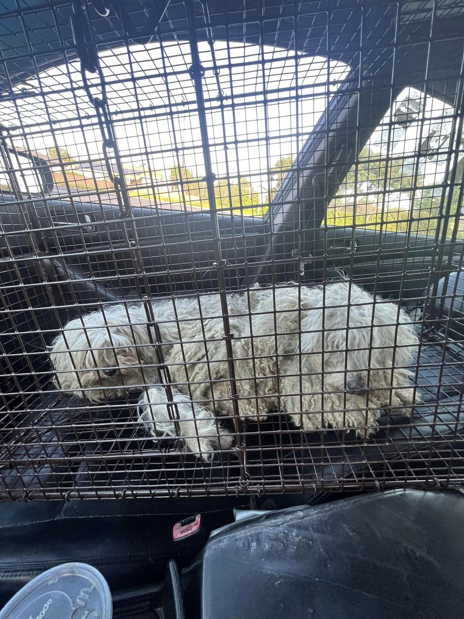 dogs in cage driving in the car