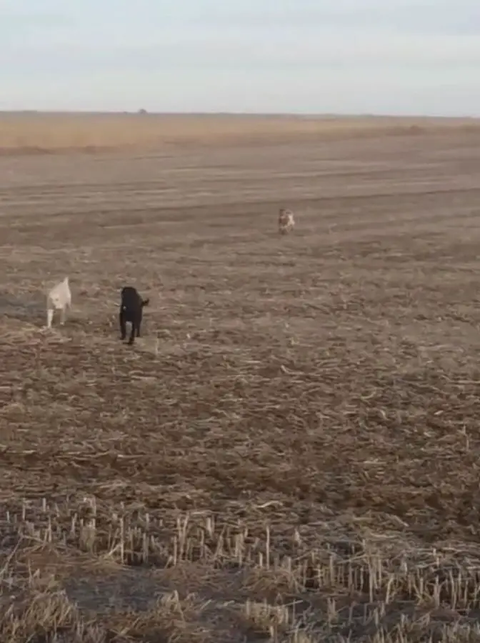 dogs running in a field