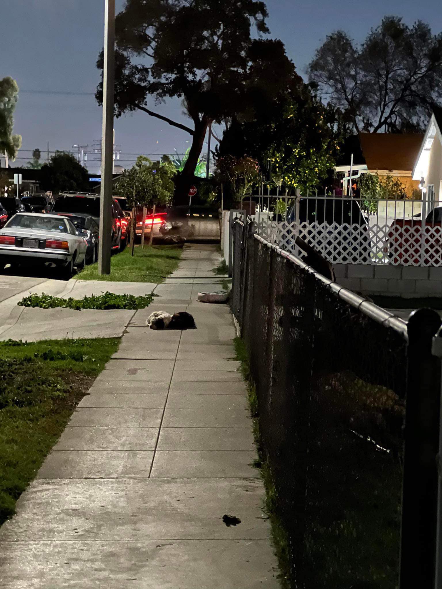 dogs sleeping on the sidewalk