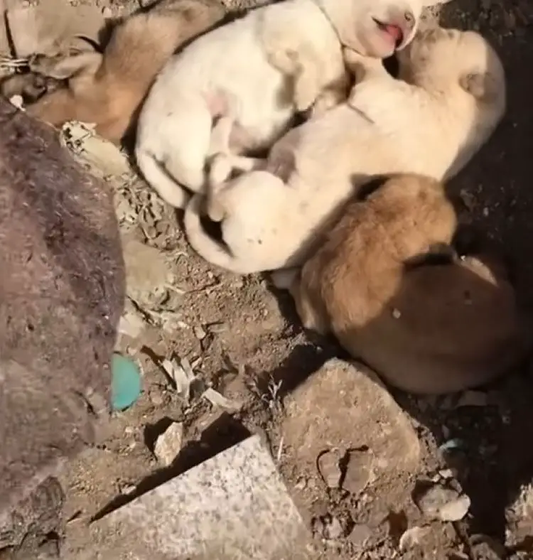 four puppies