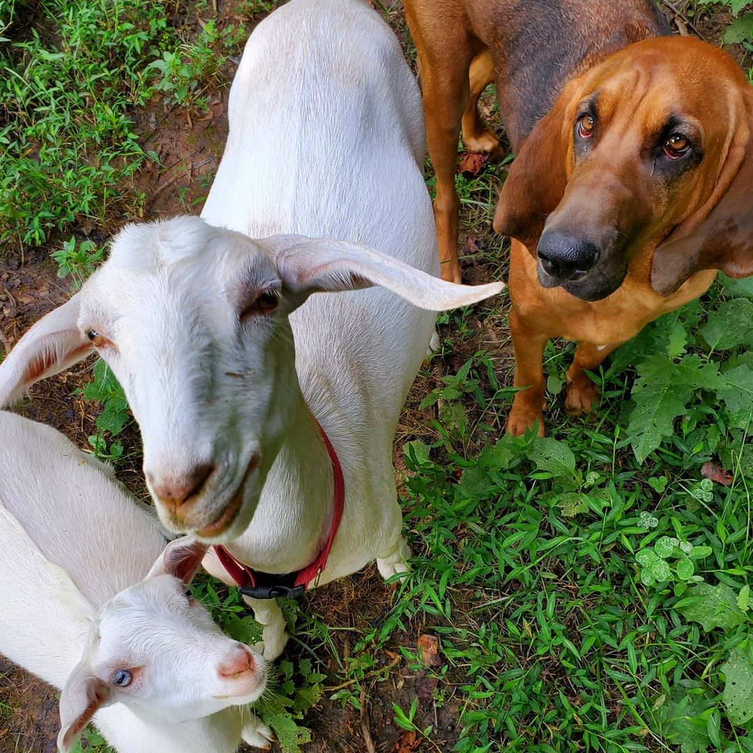 goats and dog