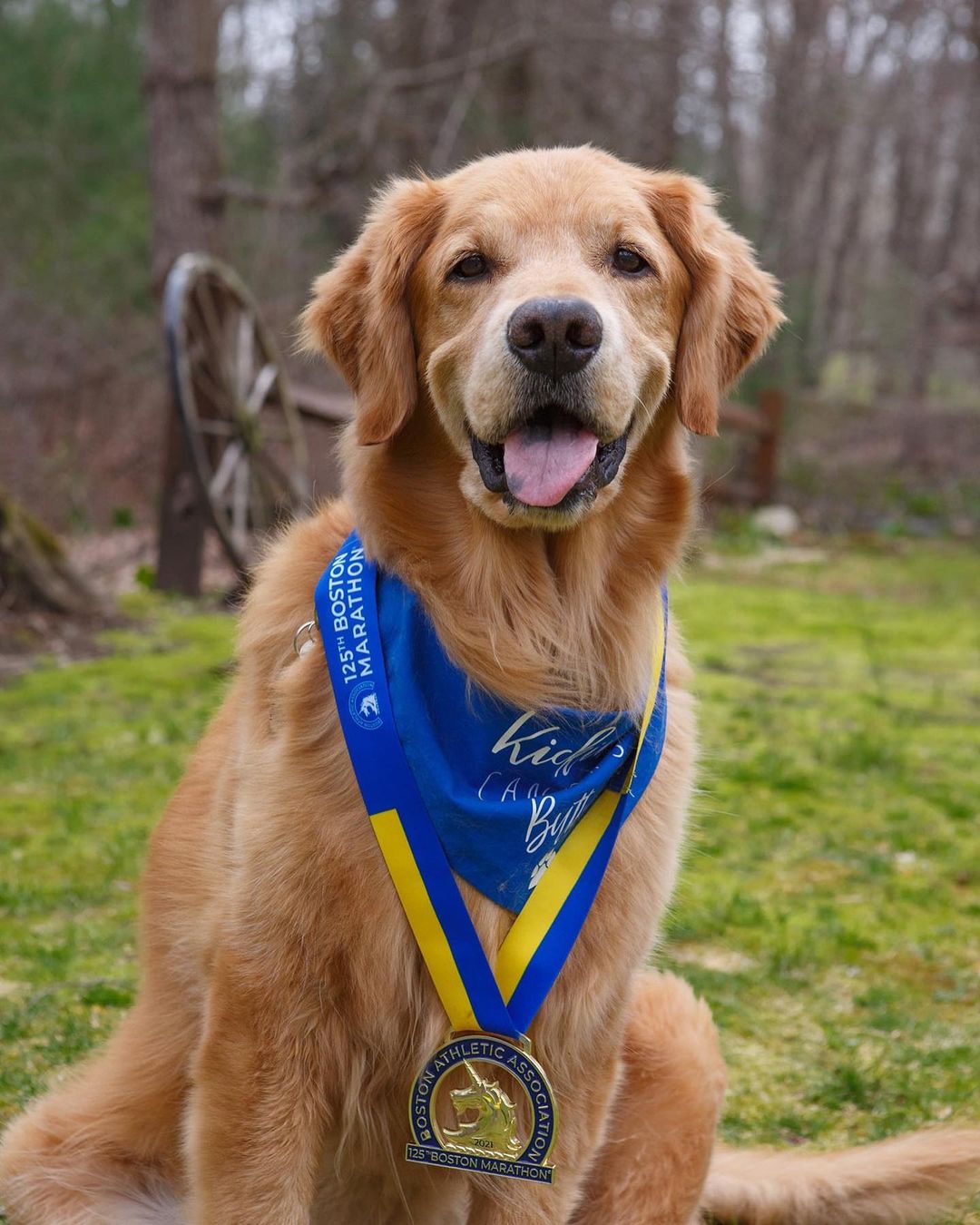 golden retriever with a medal