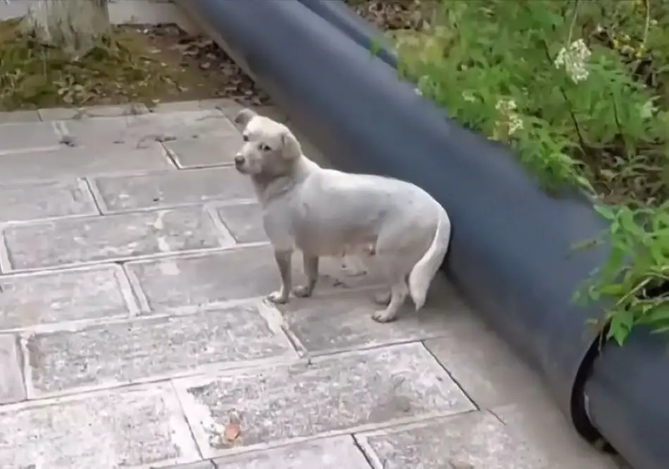 gray dog on a gray tiles