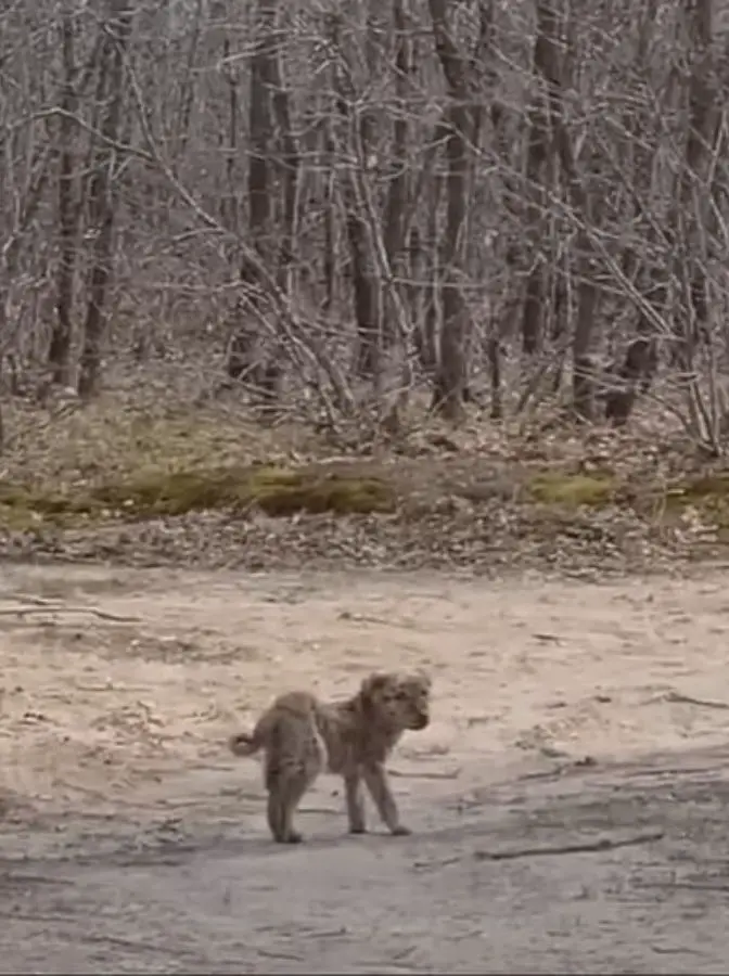 grey puppy stranded in a forest