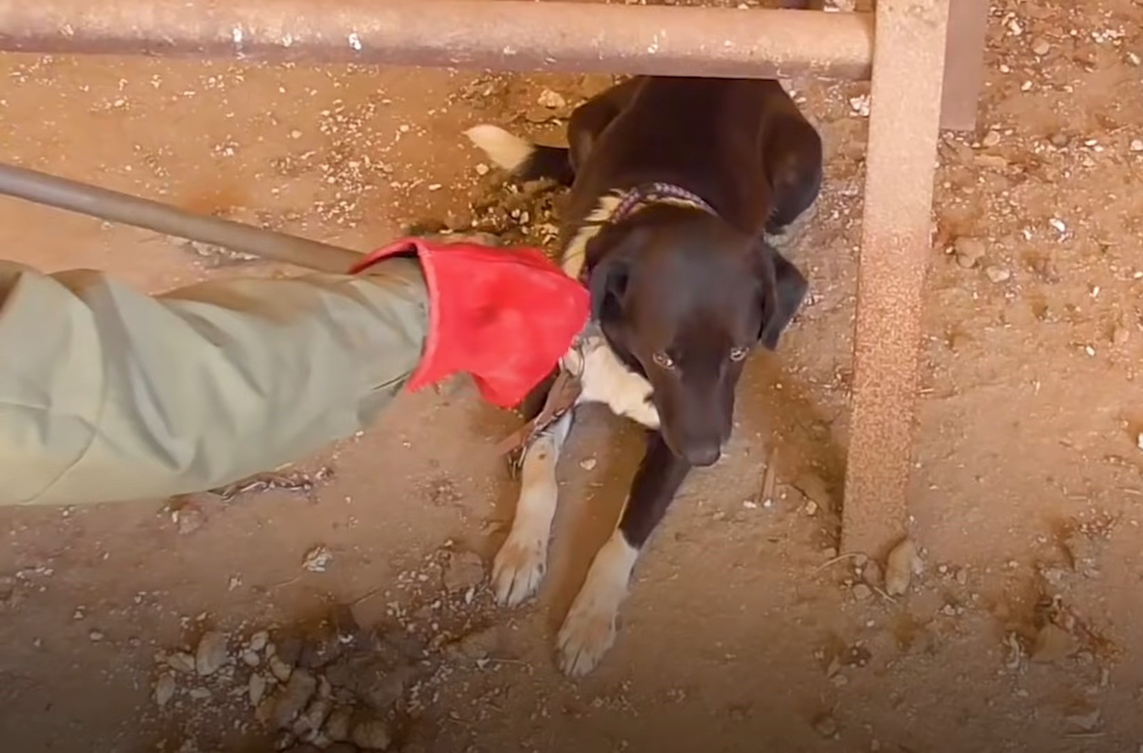 guy with gloves helping a black dog