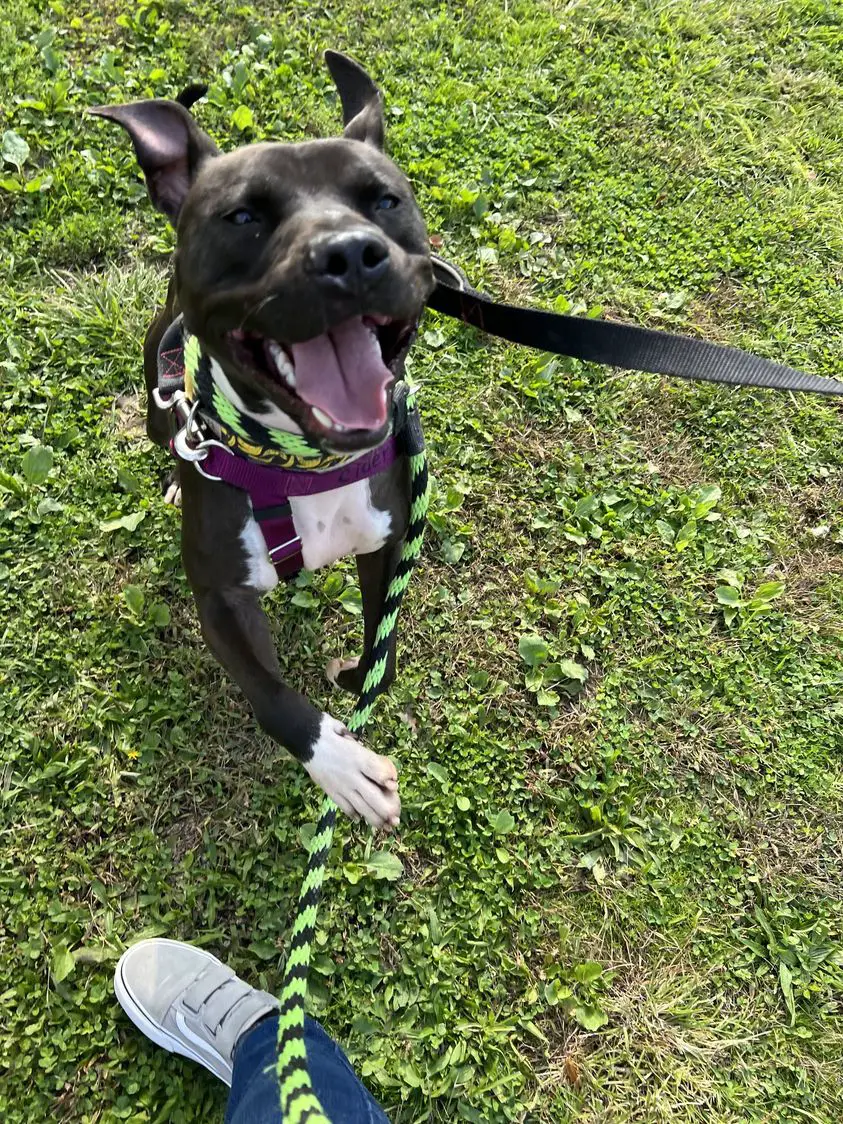 happy dog jumps in the park