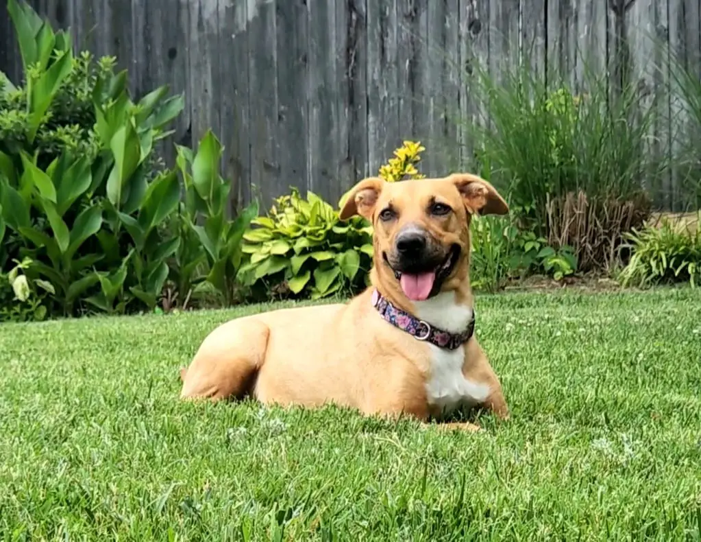 happy dog laying on the grass