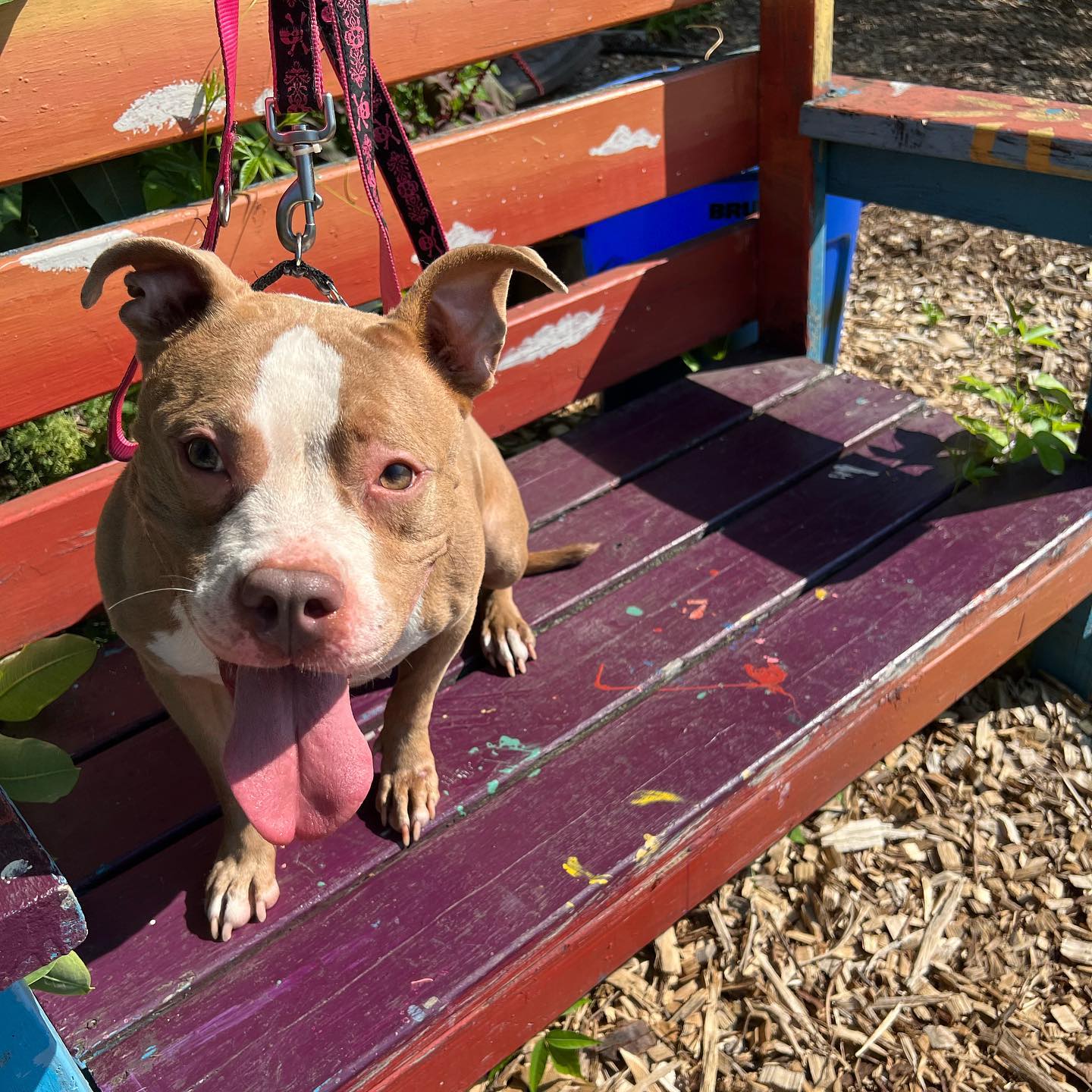 happy dog sitting on a bench