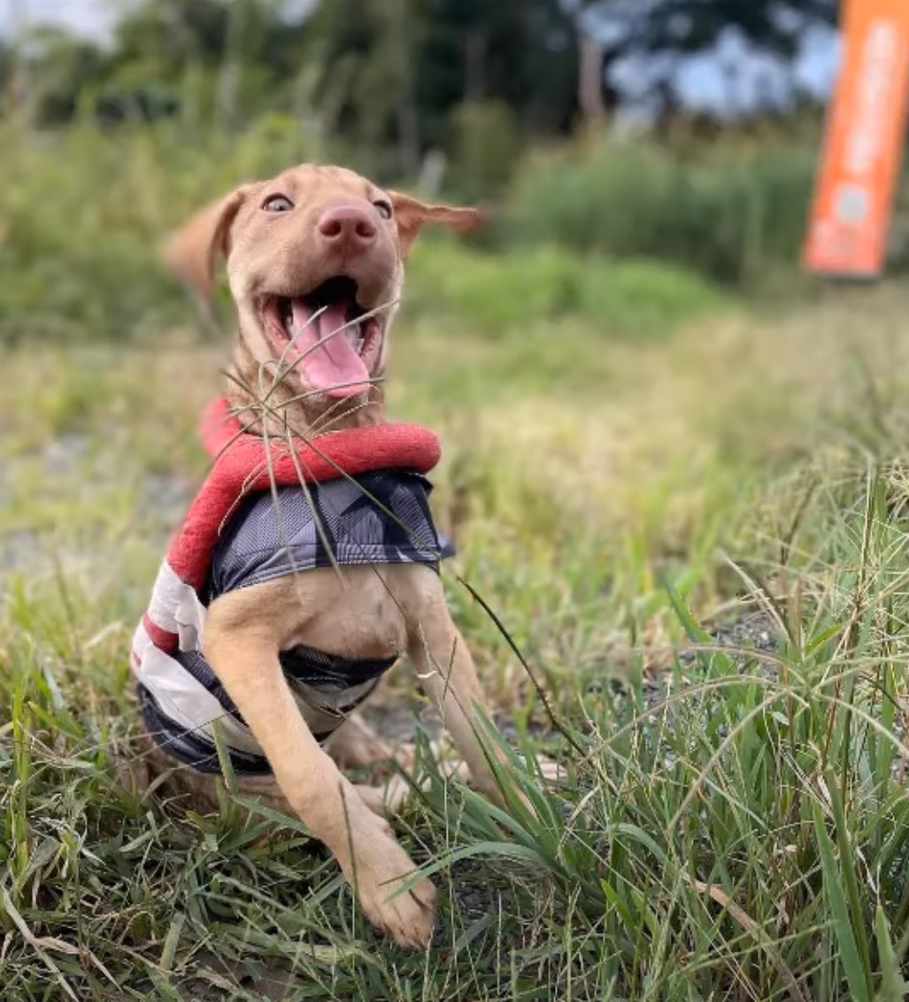 happy dog smiling outdoor