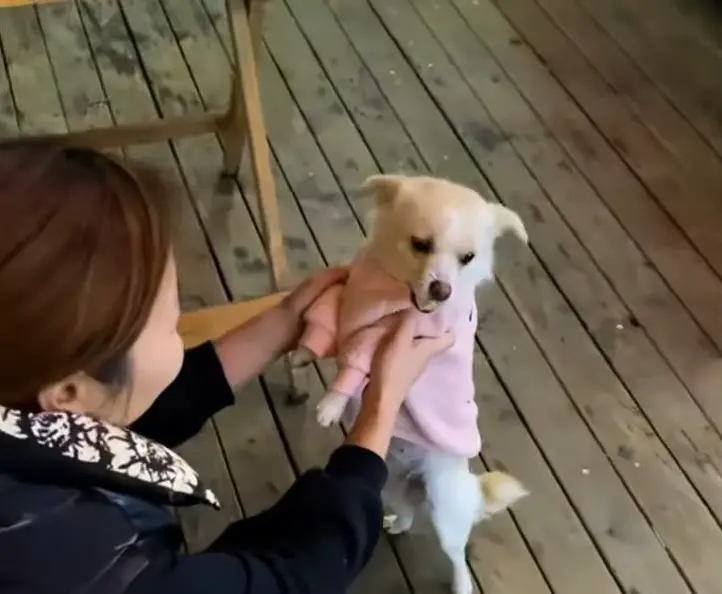 happy puppy with woman