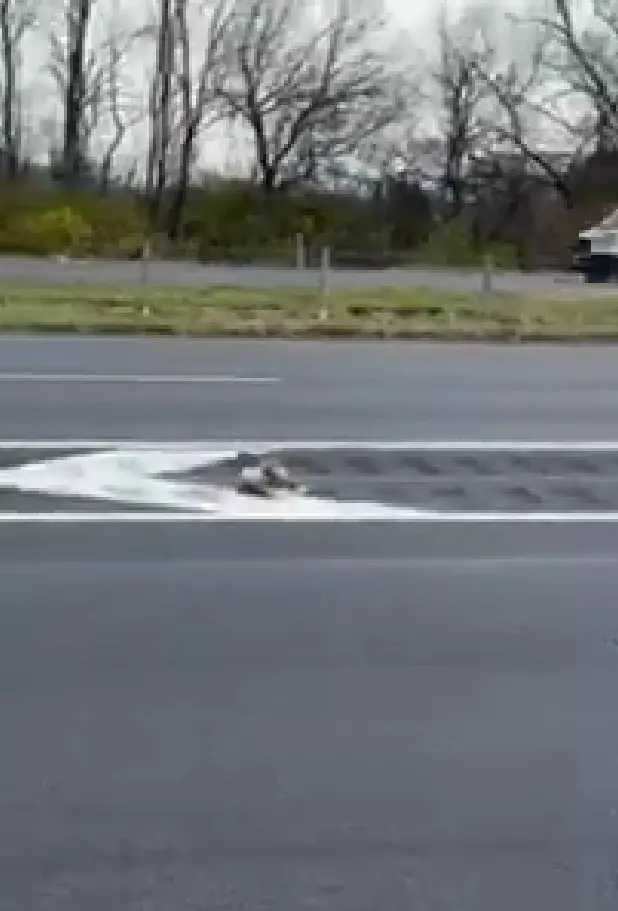 hawk laying on street