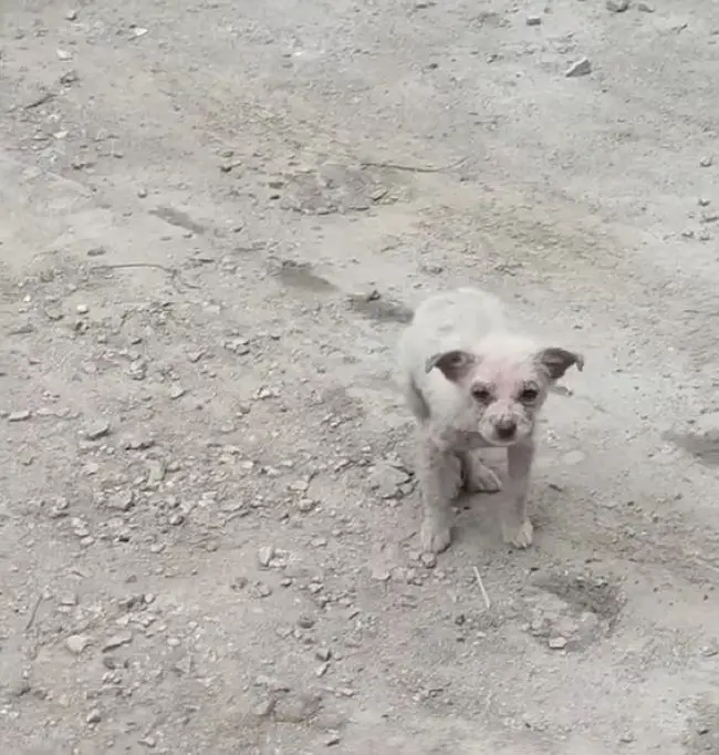 injured white puppy