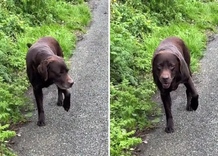 lazy labradors faking leg injury