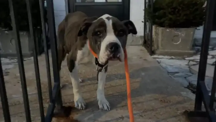 lonely pup on front porch