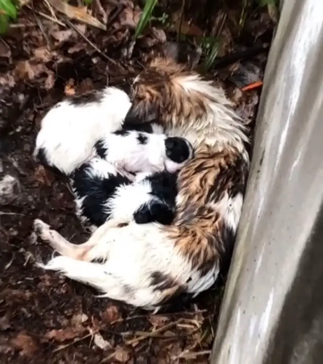 mother dog and baby dogs