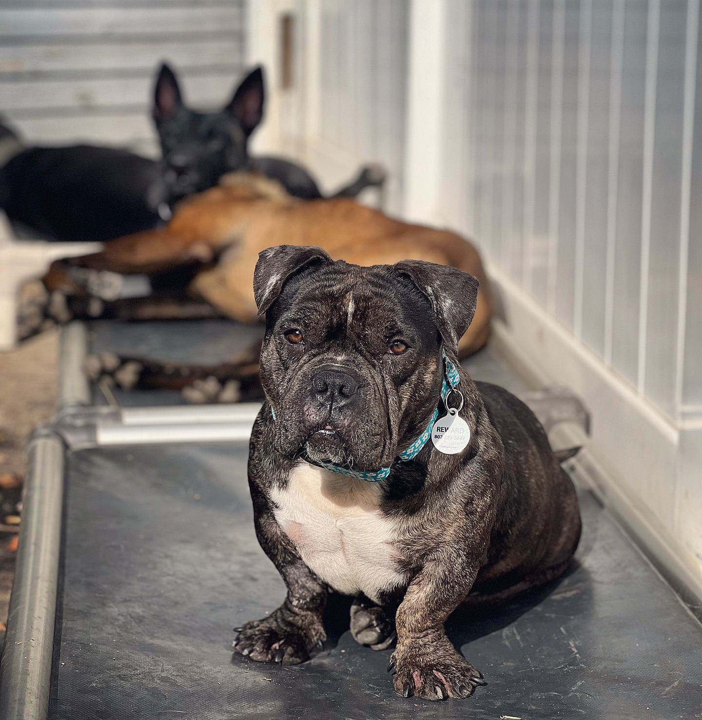 mother dog in shelter