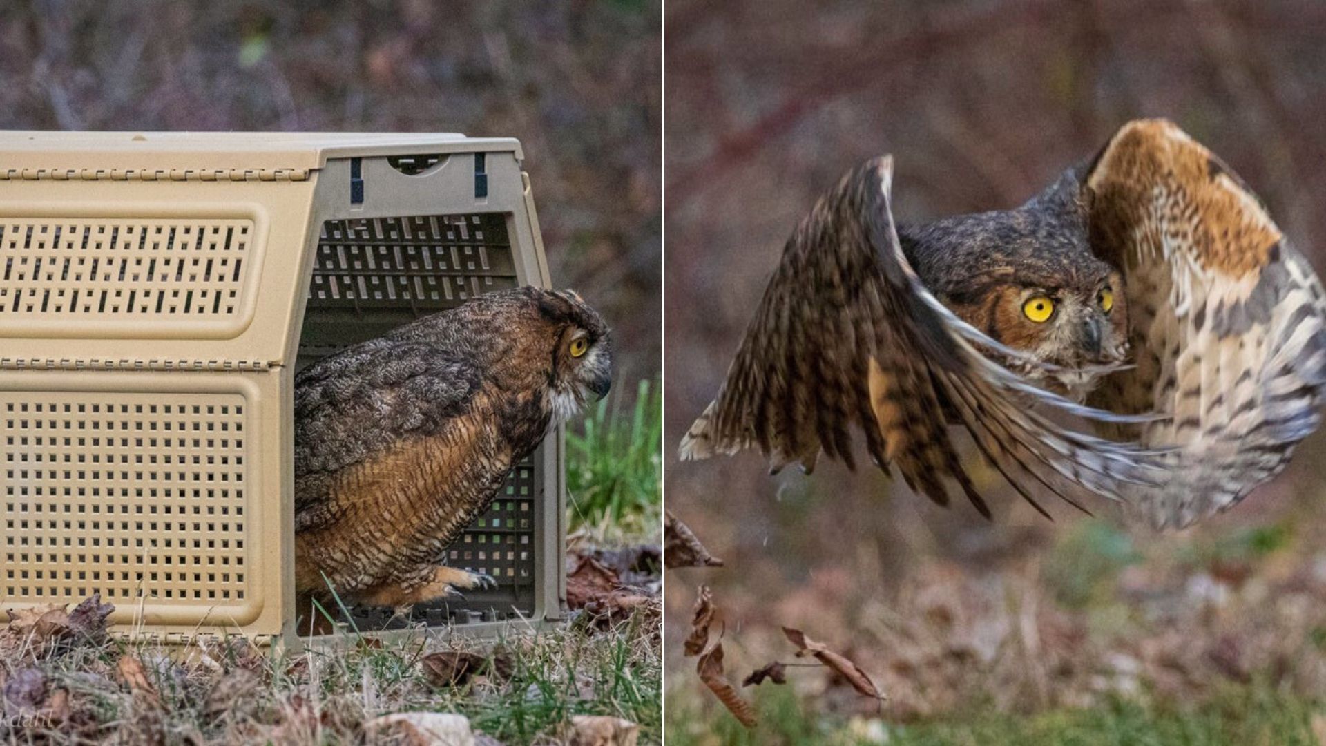 owl flying