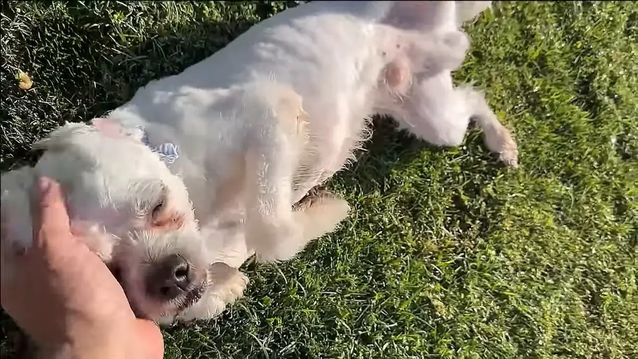 owner petting adopted dog