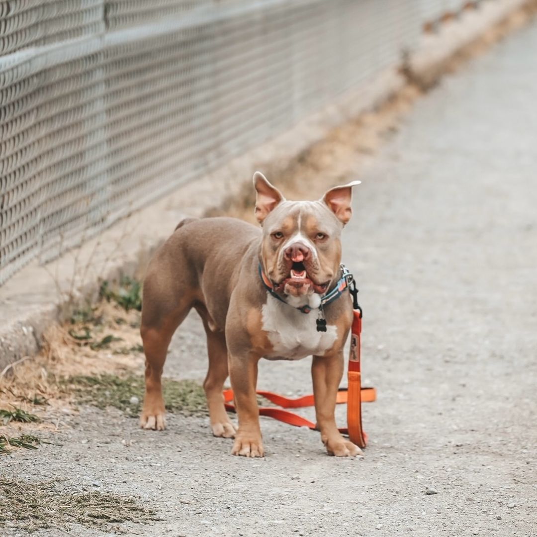 photo of dog looking at the camera