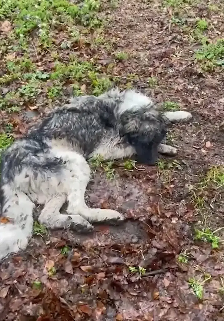 photo of dog lying on frozen ground