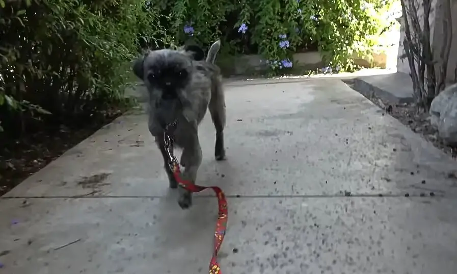 photo of small pup walking