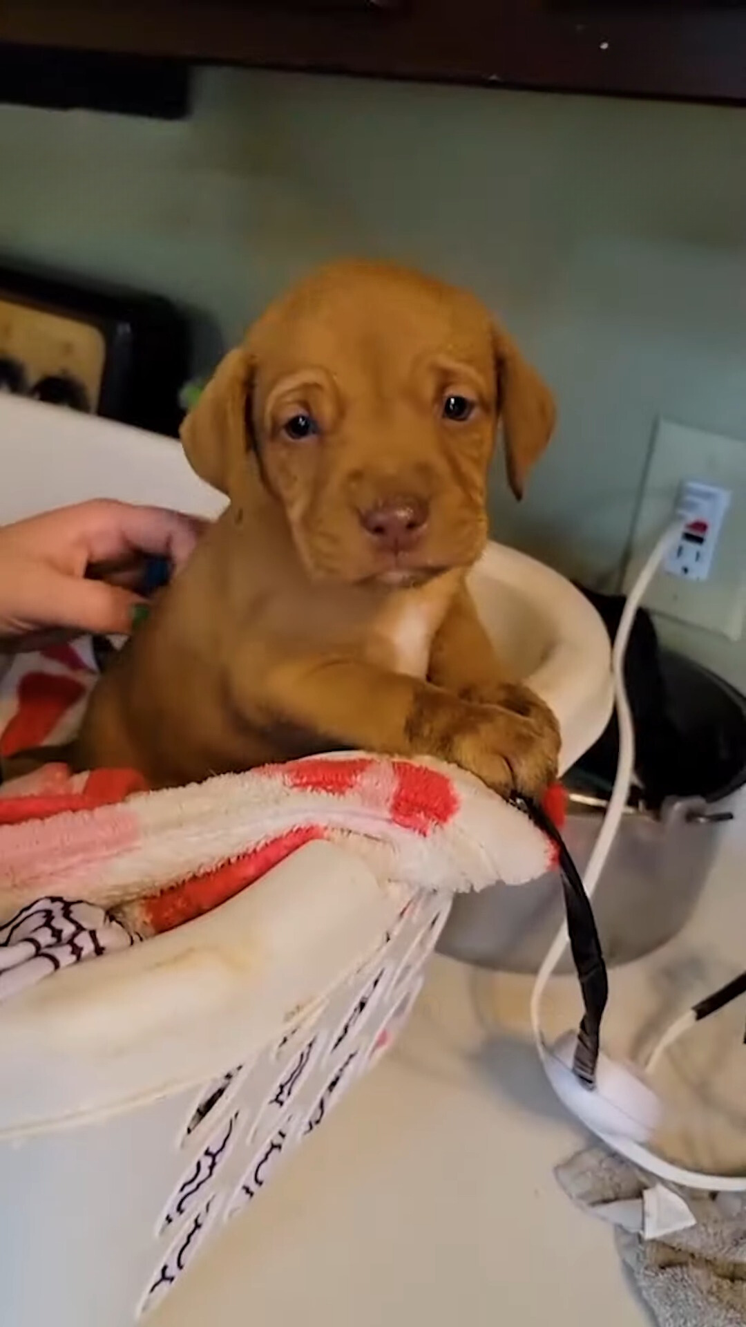 photo pf puppy in a white bucket