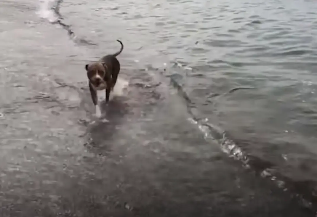 pittie in water