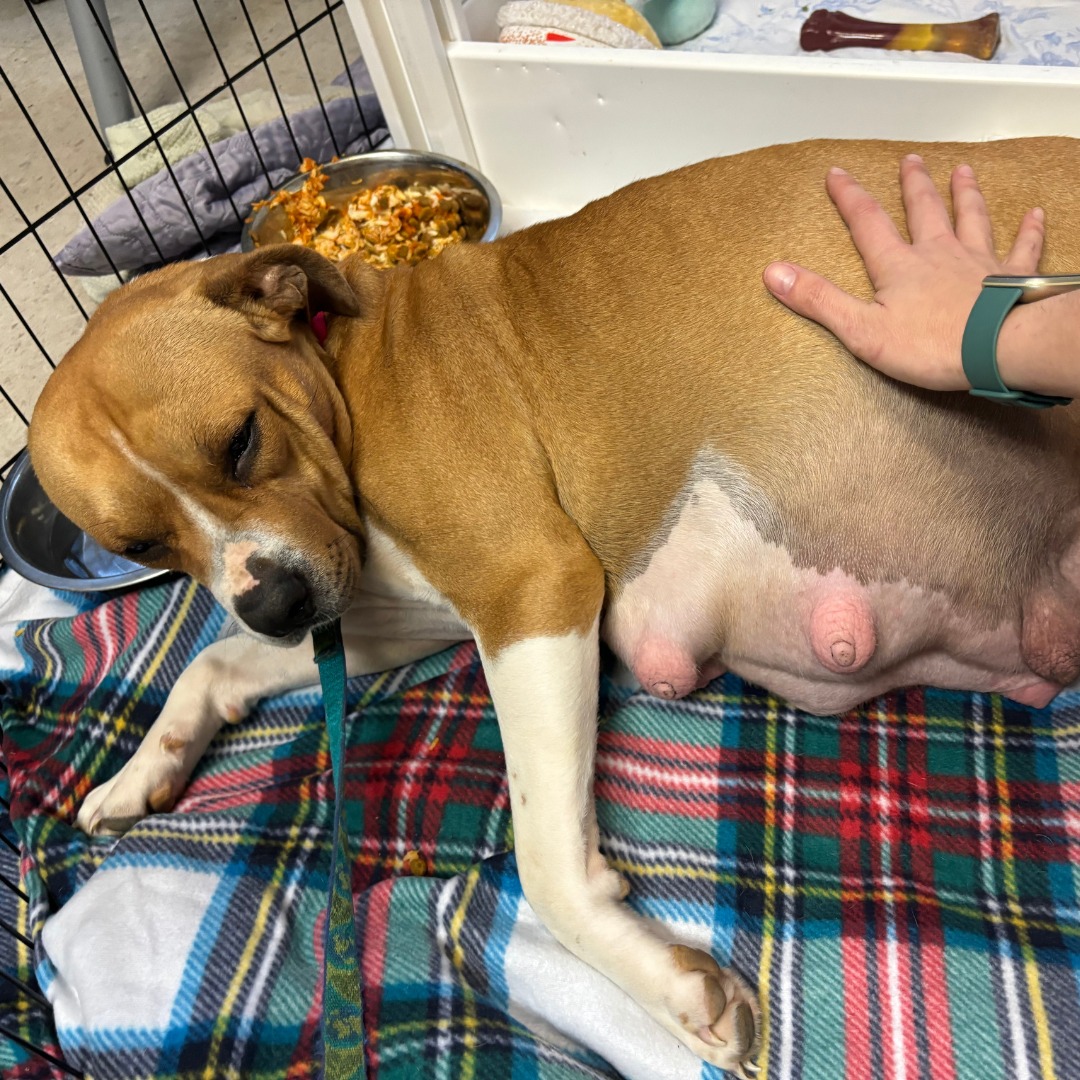 pregnant dog in cage