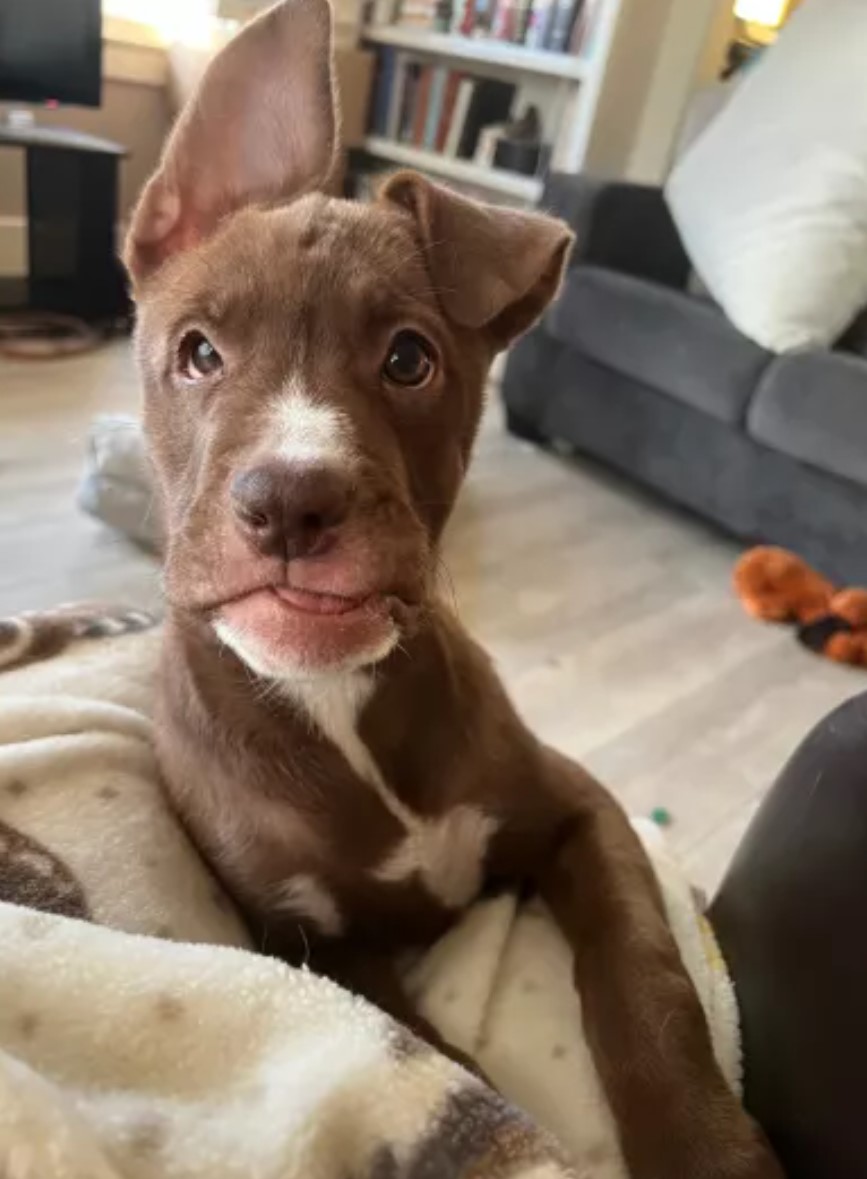 pup on a couch