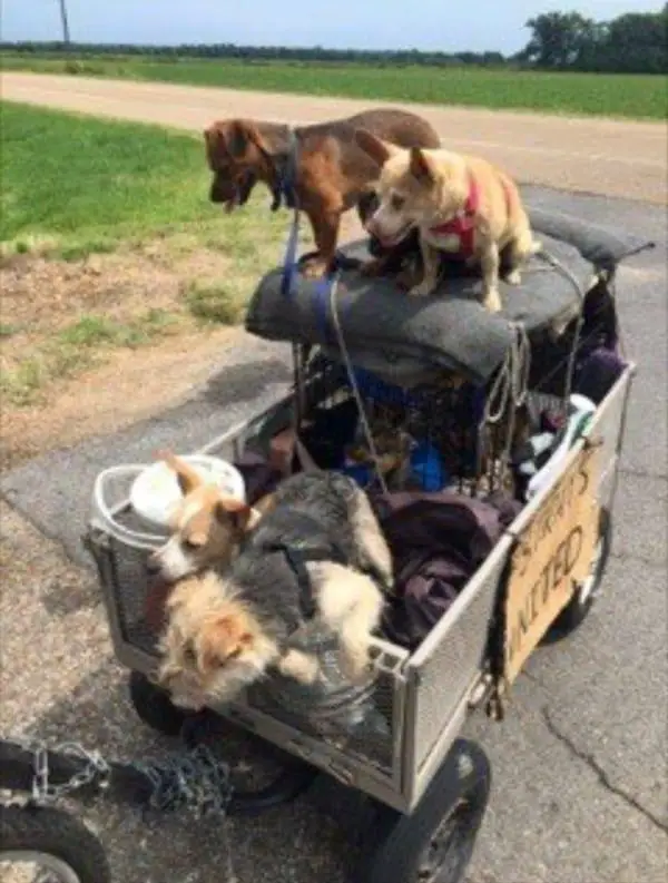 puppies in a cart