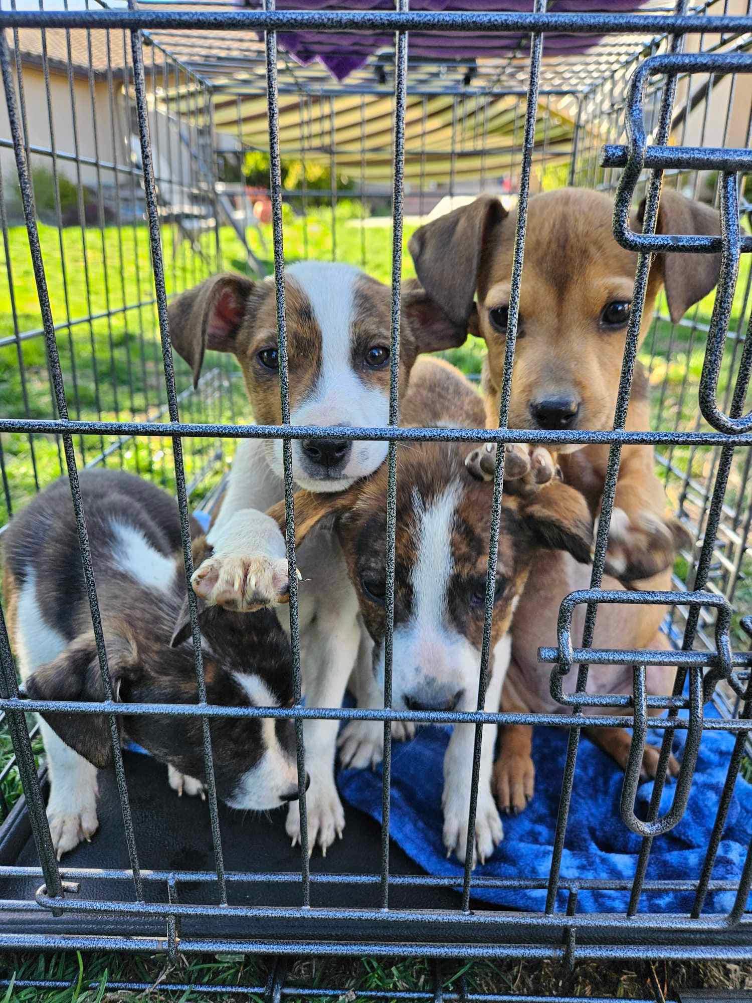 puppies in a kennel