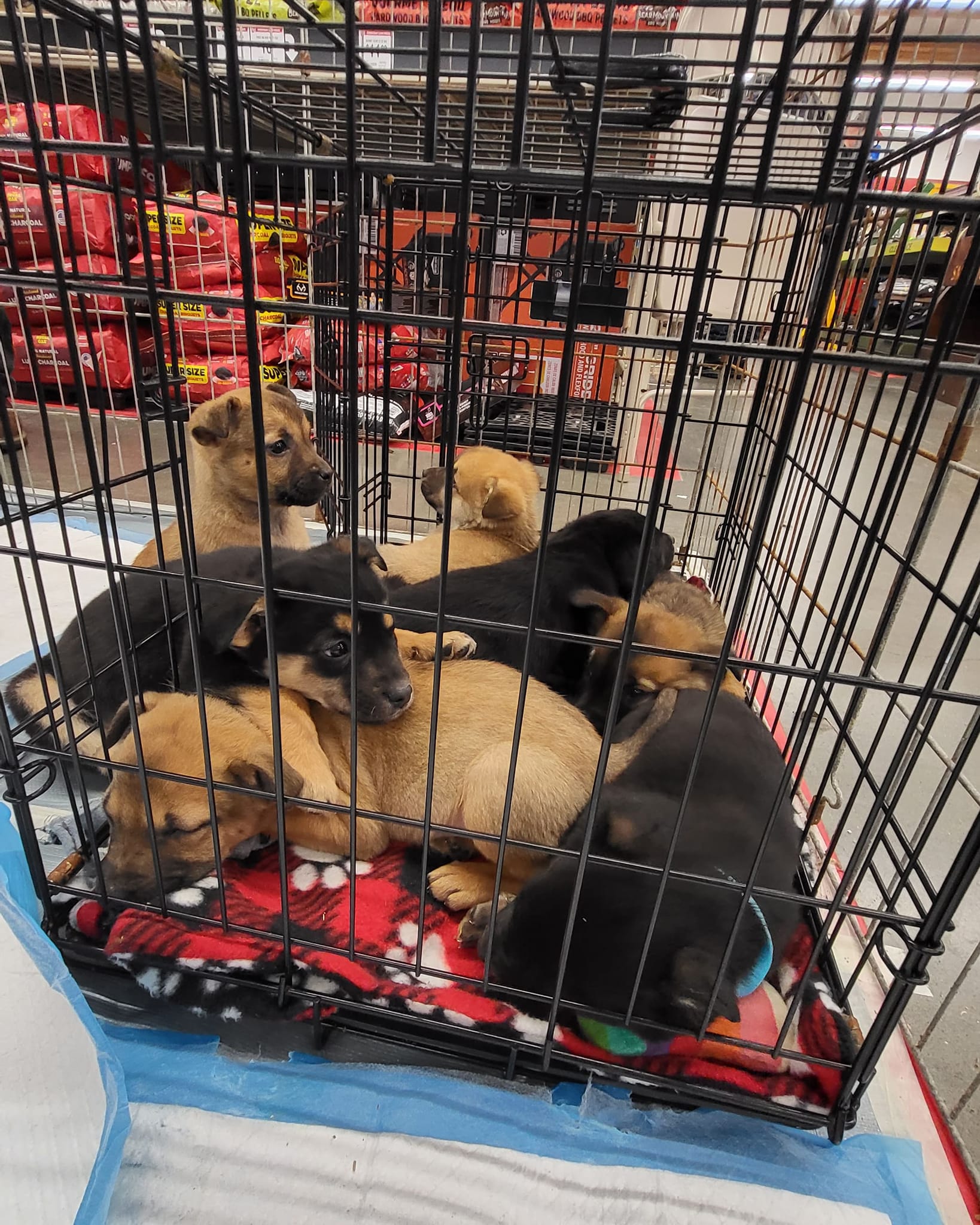 puppies lying in the kennel