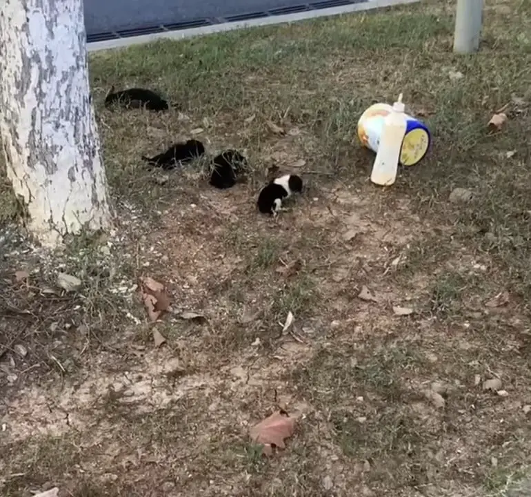 puppies outdoor in the park