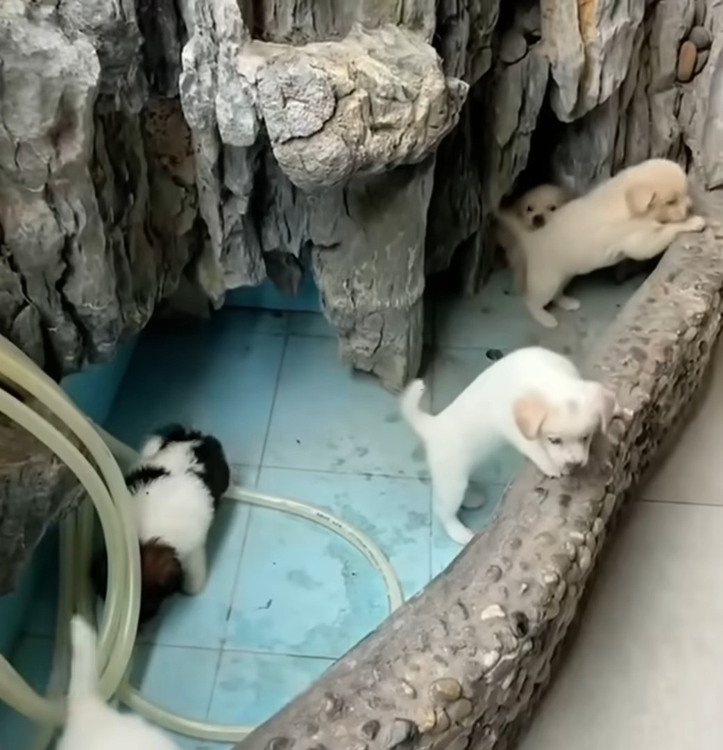 puppies playing