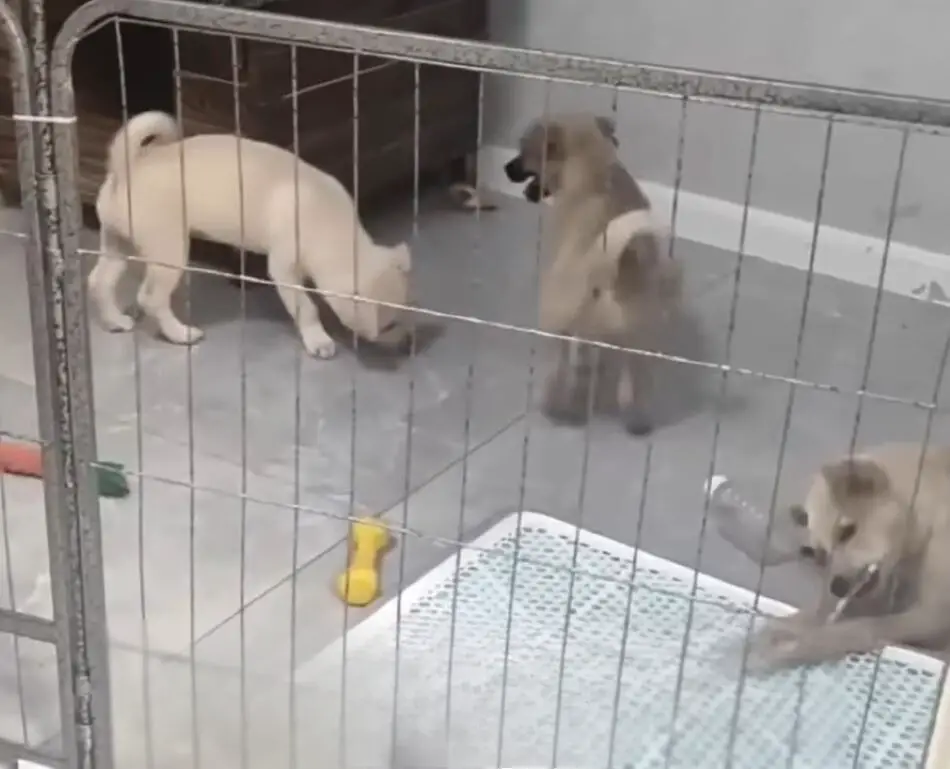 puppies playing together