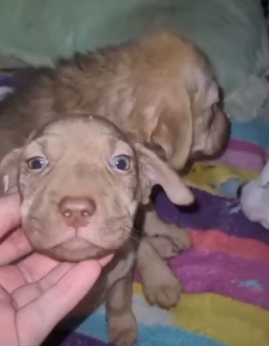 puppies together laying