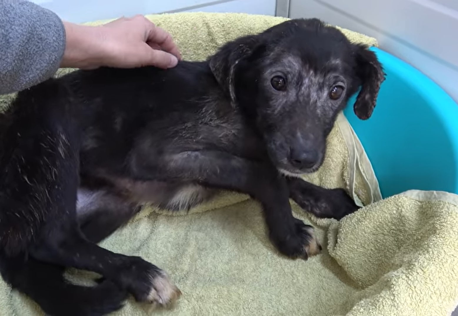 puppy being rubbed