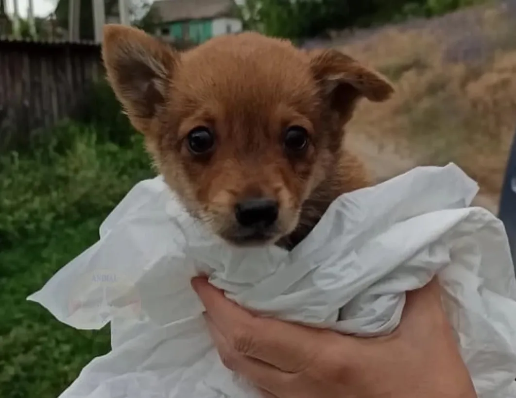 puppy held in a white sheet