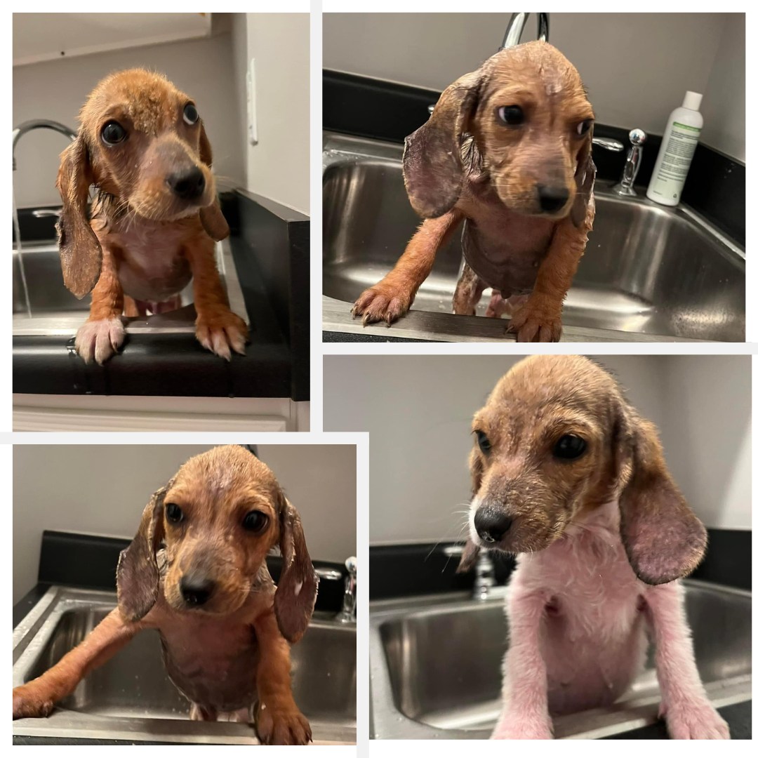 puppy in sink