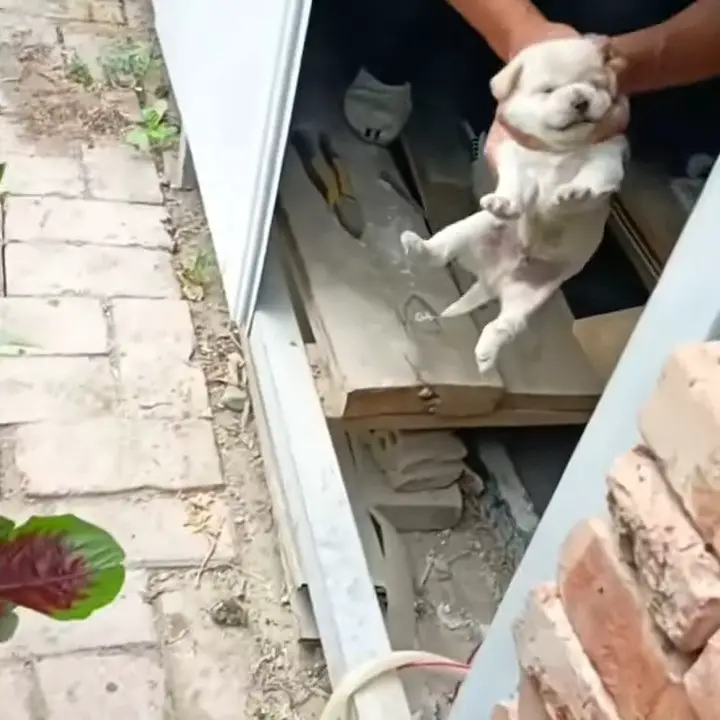 puppy in the shed