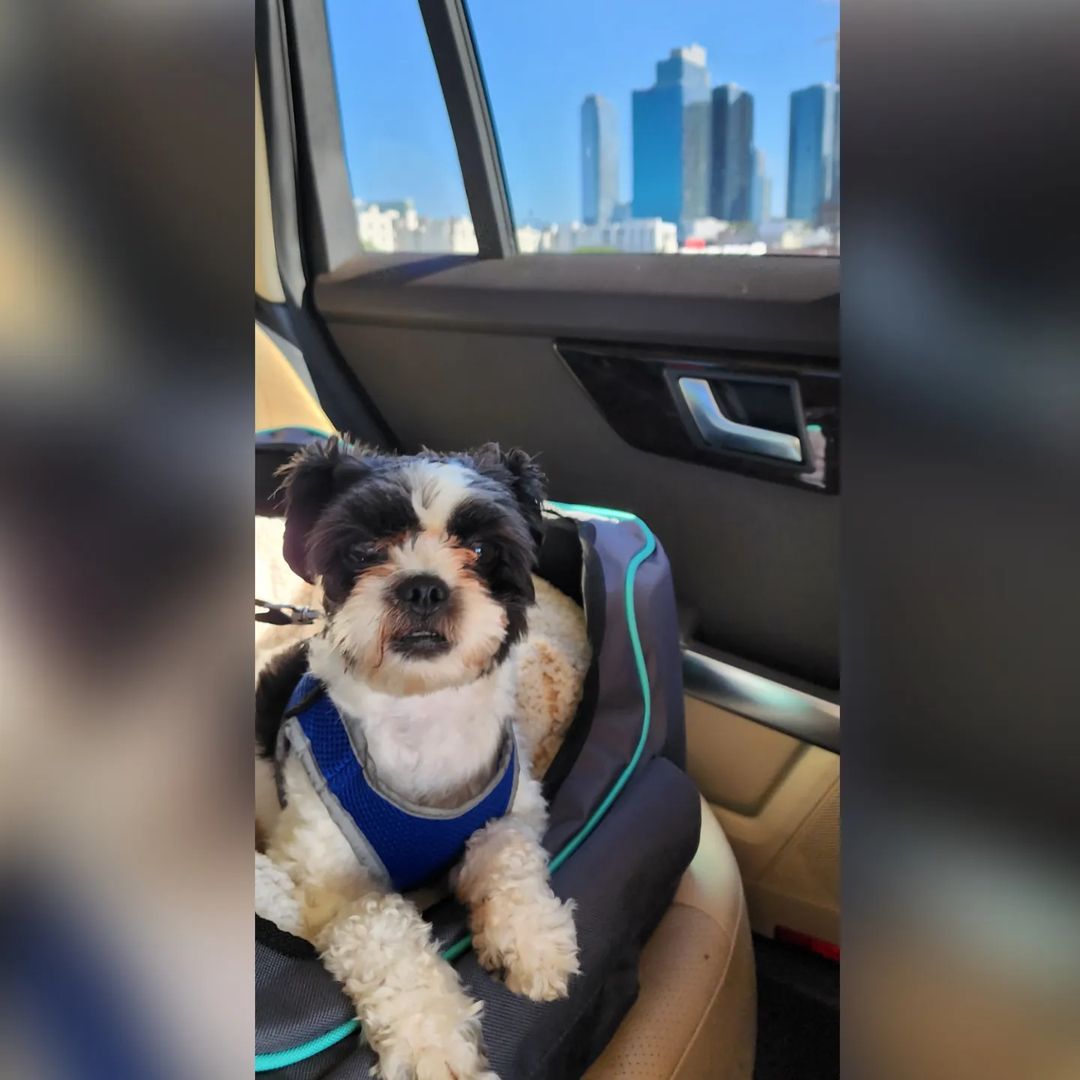 puppy lying in dog bed in a car