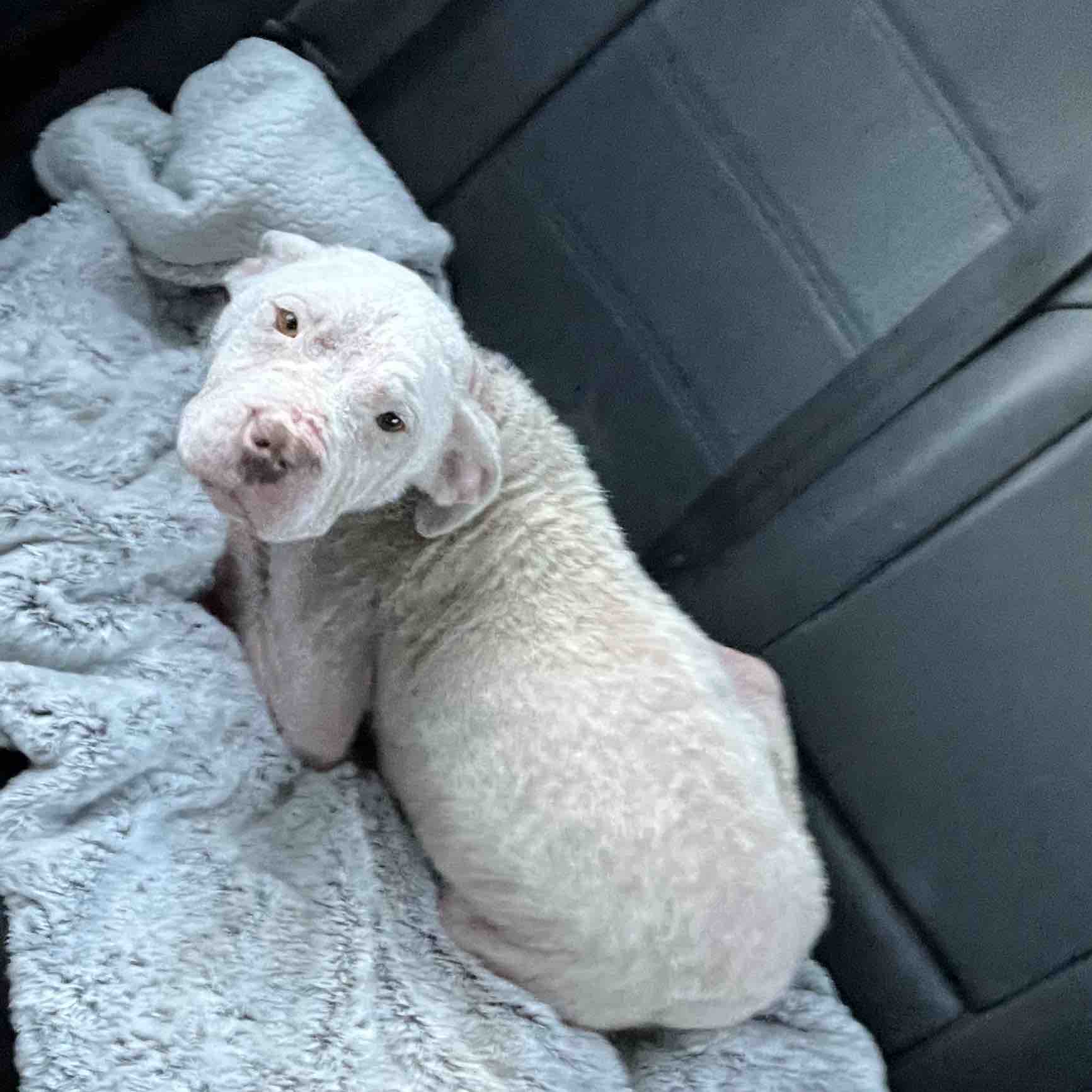 puppy lying on a blanket