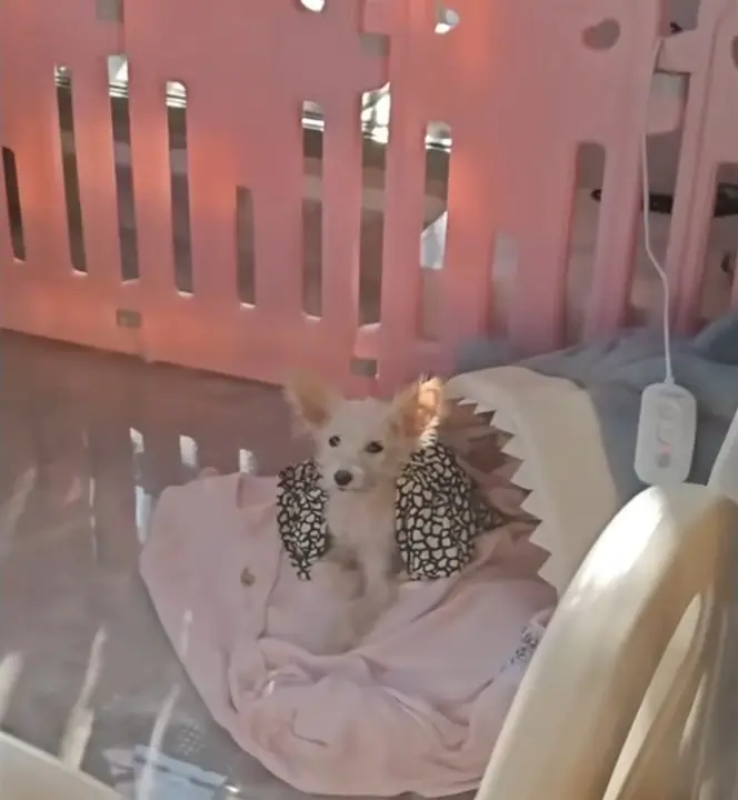 puppy lying on a blanket