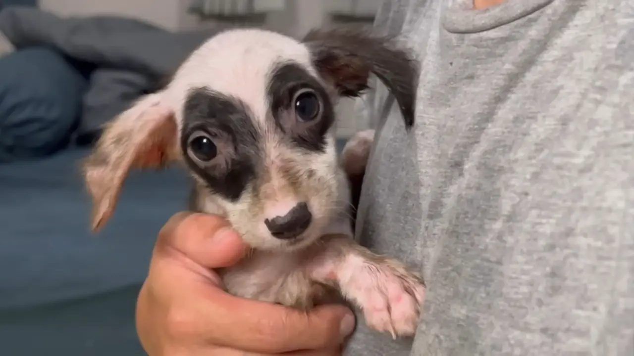 puppy with dark circles around eyes